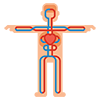 body part - Body